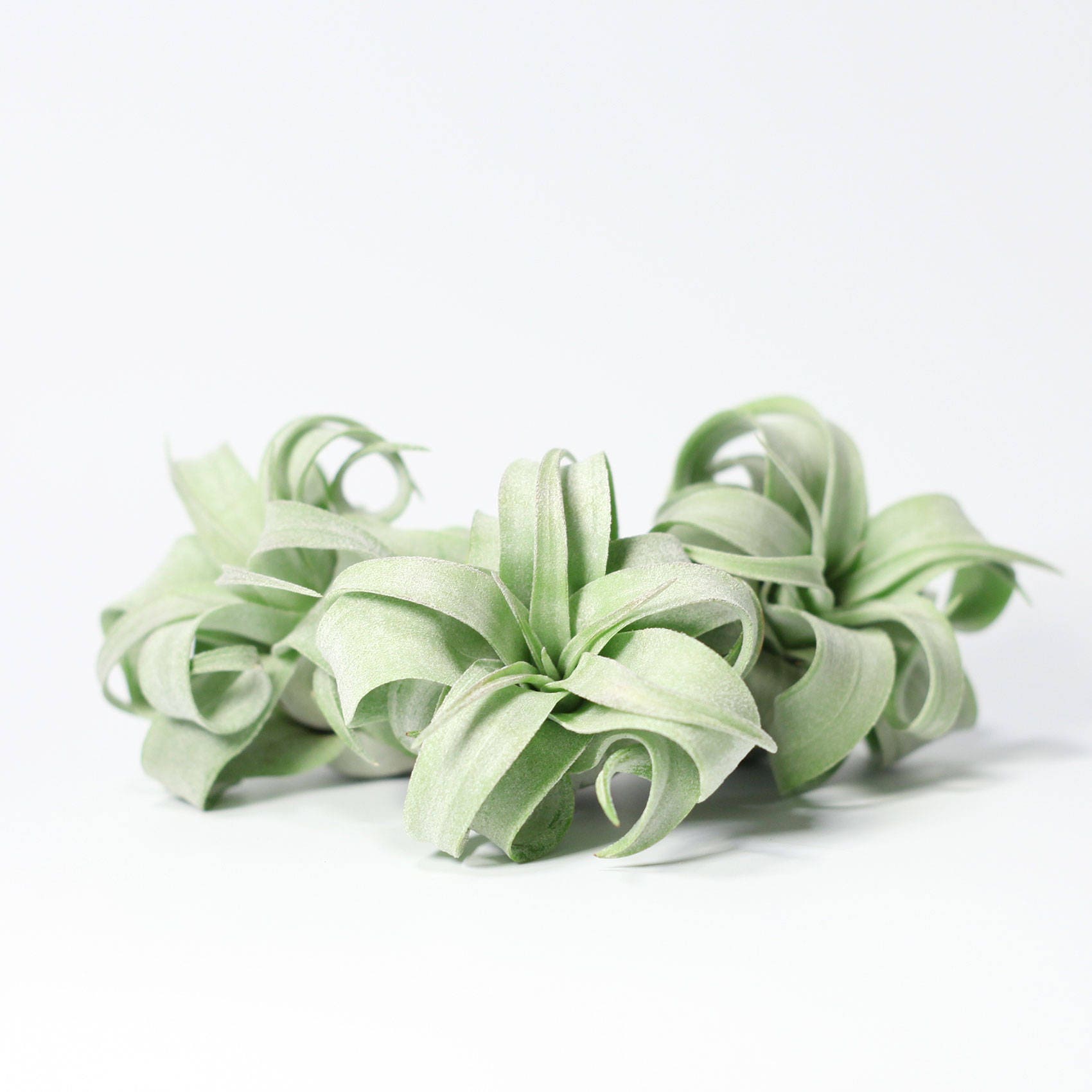 Tillandsia Streptophylla | Curly Air Plant | Hello Tilly Airplant