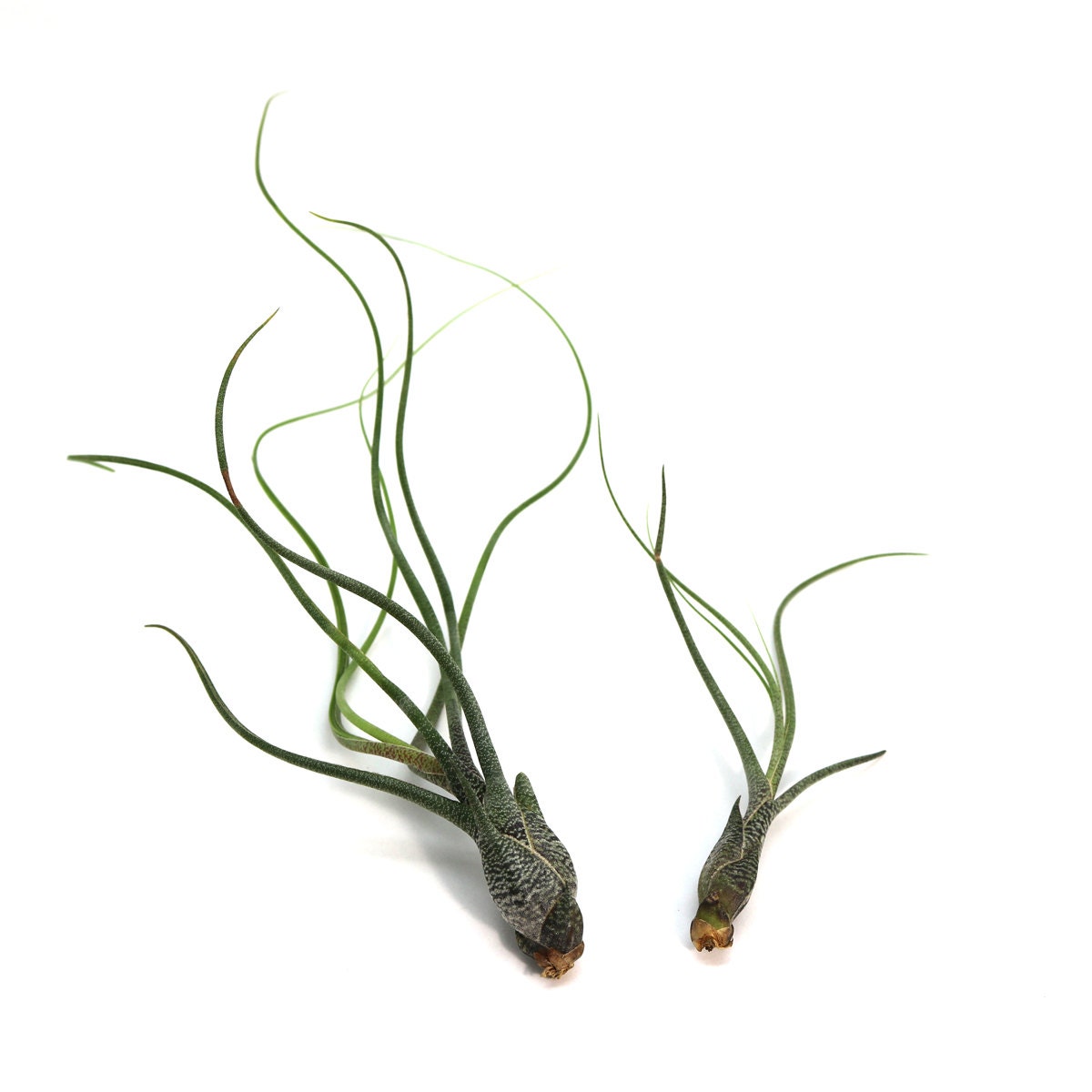 Tillandsia Butzii Air Plant | Hello Tilly Airplant - Etsy