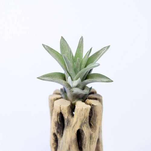 Tillandsia Velutina Air Plant | Hello Tilly AirPlant