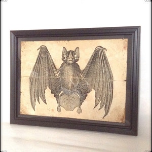 Aged reproduction Victorian bat illustration - Art Print A4 size.