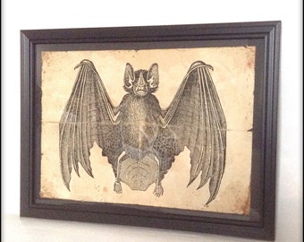 May include: A framed vintage-style print featuring a detailed illustration of a bat with outstretched wings. The bat is depicted in shades of gray and black against a parchment-toned background. The artwork is encased in a dark brown wooden frame.