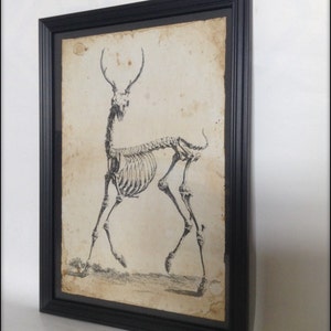 Hand aged reproduction Victorian deer skeleton illustration - Art Print a4 size.