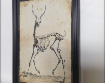 Victorian deer skeleton illustration - Hand aged reproduction Art Print A4 size.