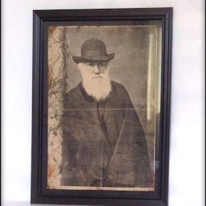 Aged reproduction Charles Darwin print - A4 size.