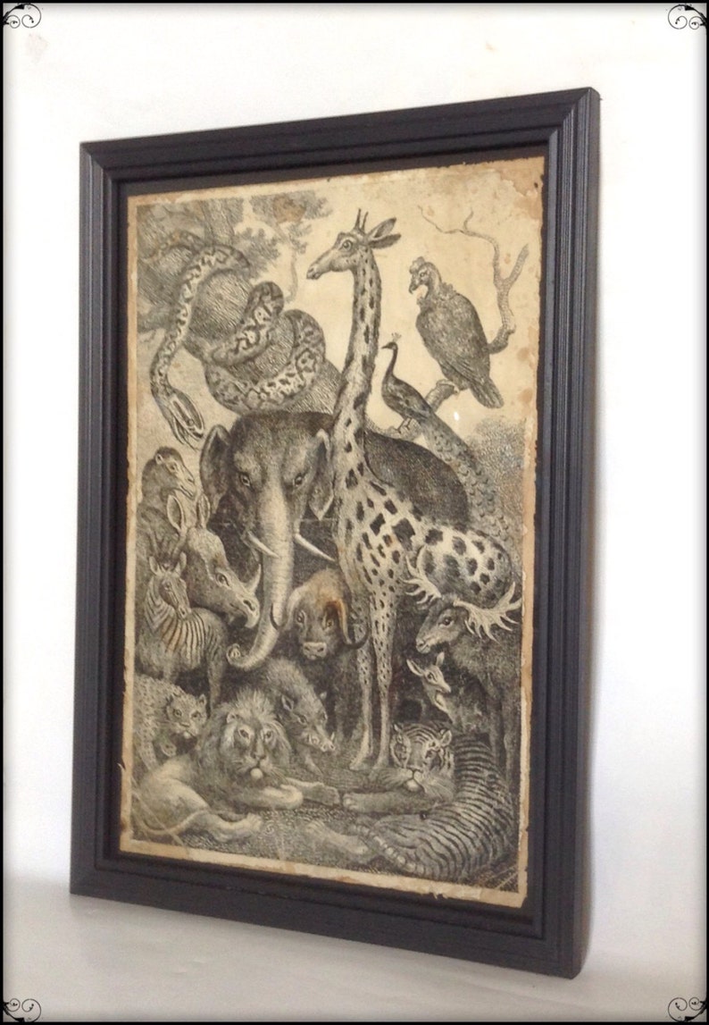 Reproduction Aged Victorian Animal Illustration Art Print A4 Etsy