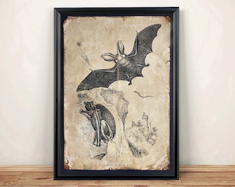 Aged Reproduction print of a vintage bat illustration. Art Print - A4 size.