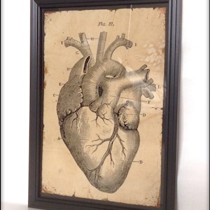 Victorian medical illustration of a human heart - Aged Reproduction Art Print A4 size.