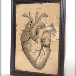 Aged reproduction Victorian medical illustration of a human heart - Art Print A4 size.