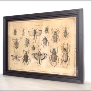Victorian entomology illustration - Hand Aged Art Print A4 size.