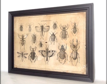 Aged reproduction Victorian entomology illustration - Art Print A4 size.