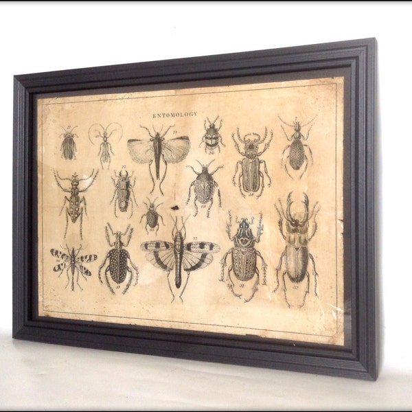Illustration d'entomologie victorienne de reproduction âgée - impression d'art au format A4.