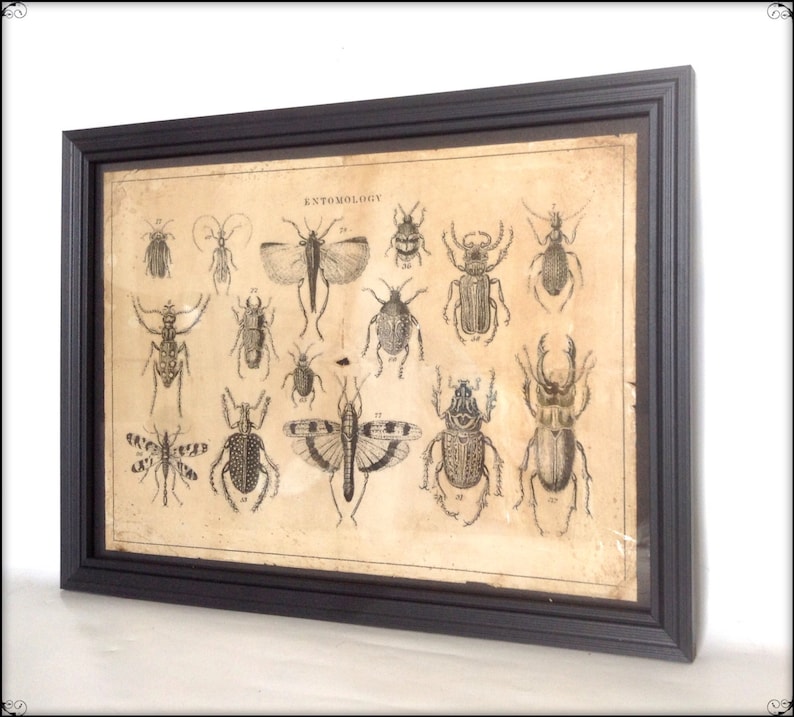Aged reproduction Victorian entomology illustration Art Print A4 size. image 1