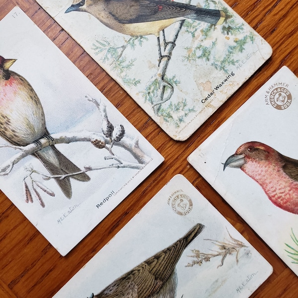 1918 Arm & Hammer Bird Cards – Useful Birds of America – Church and Dwight NY – (4 cards, partial set) Second Series