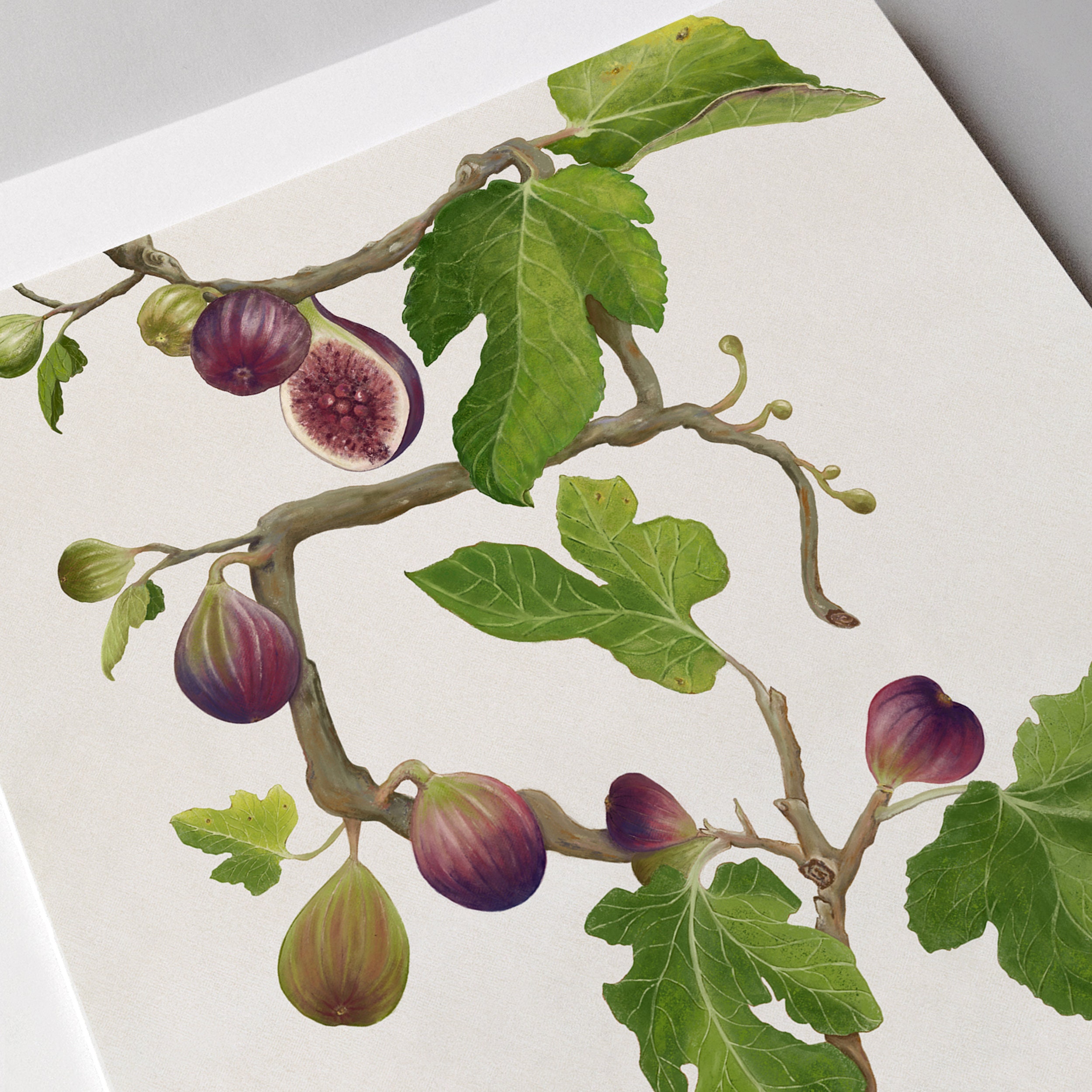 HANDMADE Fig Tree Giclée Art Print Fig Tree Painting Fig Etsy