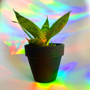 Puede incluir: Una planta serpiente verde y amarilla en una maceta de terracota negra. La planta est&aacute; sobre una superficie blanca con un fondo iridiscente arco&iacute;ris.