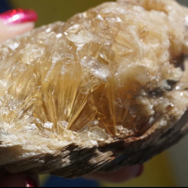 Raw Honey CALCITE - Florida Calcite Clam 1-3 Million Year old Fossil 130mm 801g - Healing Crystal can heal like Florida Sunshine L158