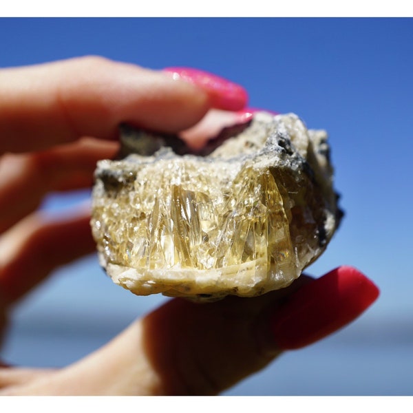 Raw Honey CALCITE - Florida Calcite Clam 1-3 Million Year old Fossil 60x40mm 57g - Healing Crystal like Florida Sunshine