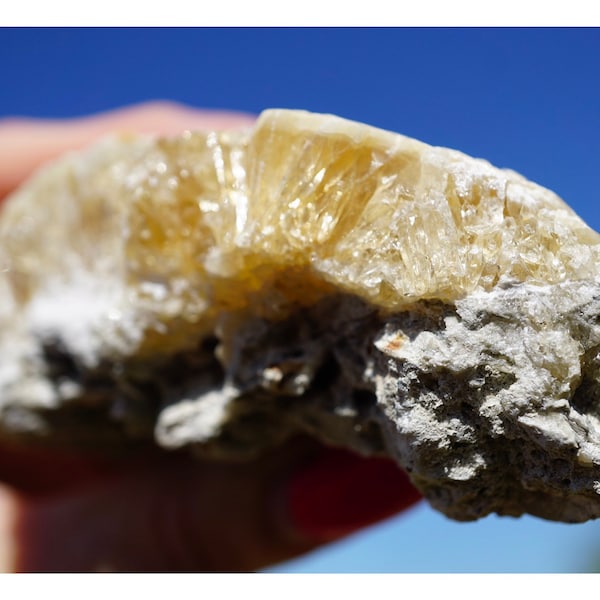 Raw Honey CALCITE - Florida Calcite Clam 1-3 Million Year old Fossil 60x85mm 183g  - Healing Crystal can heal like Florida Sunshine EM31