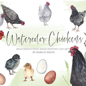 Chicken Watercolor Clipart Set Farm Life, Barn, Farm animals, Rooster, Hens, Baby Chicks, Eggs, Country, Wildflower Grass