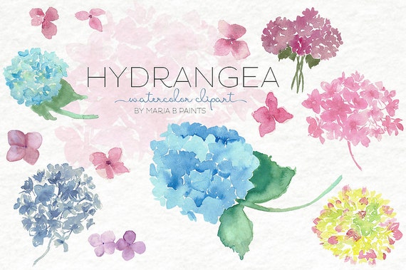 Download Watercolor Clip Art Hydrangea Personal Use Flowers Pretty Fragrant Instant Download Bouquet Flora Spring Summer Nature