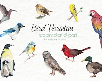 Watercolor Clip Art - Bird Bundle - Instant Download - Personal Use - Song Bird - Cardinal - Hummingbird - penguin - Parrot -Owl