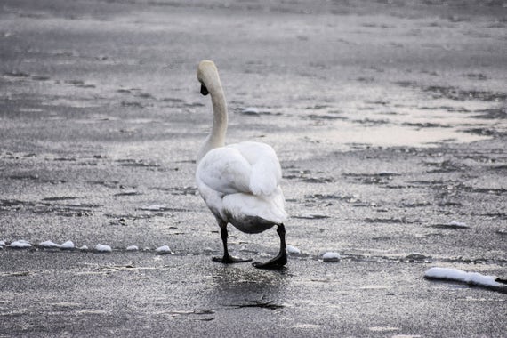 Swan Photography - No One wants to Play!, Swan, Wildlife Photography, Swan Print, Swan Photo, swan art, swan decor, pond photography