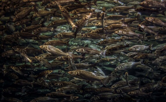 Sea Bass, Sea bass Wall Decor, Fish print, wildlife Photography, Fish photography, Wall Art, Wall Decor, Animal Photography, Sea Bass,