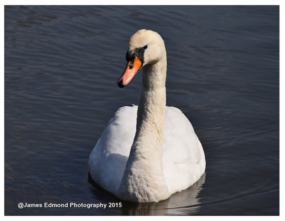 Swan Relaxing, Bird Photography, Swan Photography, Swan Art, Wildlife Photography, Swan Print, Swan Photo, swan decor, pond photography