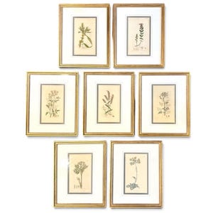 Set of 7 Botanical Prints | Antique English Hand-Colored Illustrations, Gilded Frames | Scientific Text also