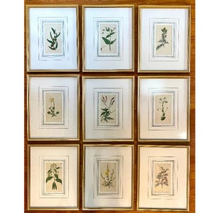 Op de afbeelding: Negen ingelijste botanische prenten met gouden lijsten en witte passe-partouts. Elke prent toont een andere illustratie van een plant of bloem in groen-, bruin- en beigetinten. De lijsten zijn gerangschikt in een raster van drie bij drie.
