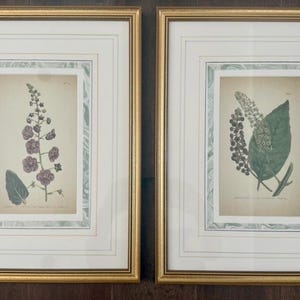 Op de afbeelding: Twee ingelijste botanische prenten. De prenten tonen gedetailleerde illustraties van planten, een met paarse bloemen en de andere met groene bladeren en bessen. De lijsten zijn goudkleurig met witte passe-partouts en een decoratieve rand.