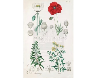 Botaniska illustrationer, set med 4: Vallmo, rosmarin, vinrue (digital nedladdning)