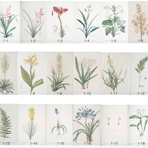 Op de afbeelding: Een verzameling van achttien botanische illustraties van verschillende bloemen, elk genummerd en gelabeld. Het kunstwerk toont gedetailleerde aquarel schilderijen van verschillende plantensoorten, die hun unieke vormen en kleuren tegen een neutrale achtergrond laten zien.