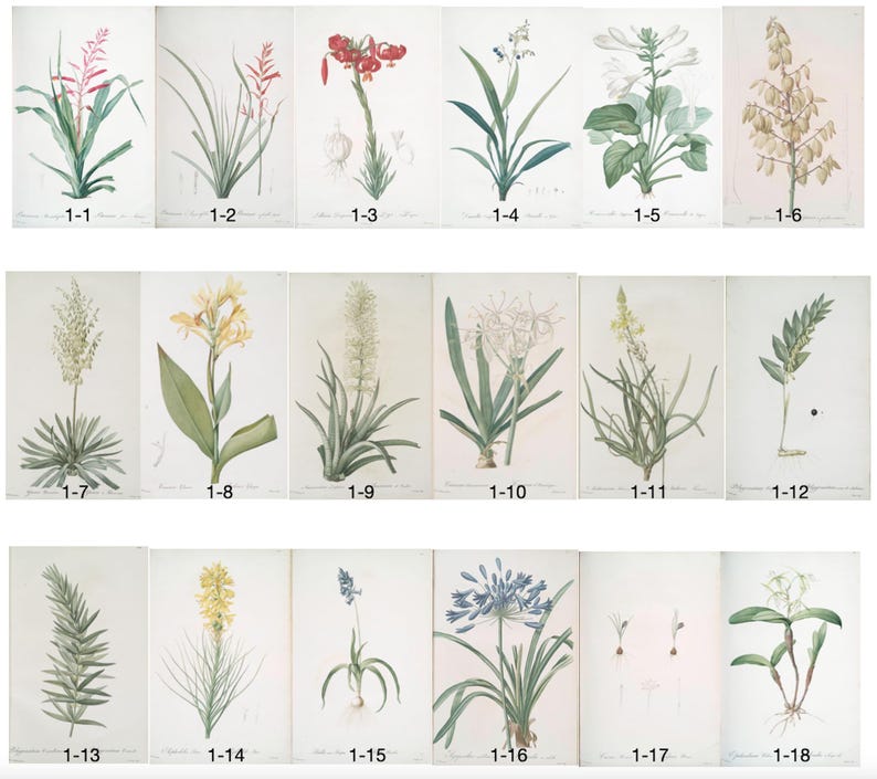 Op de afbeelding: Een verzameling van achttien botanische illustraties van verschillende bloemen, elk genummerd en gelabeld. Het kunstwerk toont gedetailleerde aquarel schilderijen van verschillende plantensoorten, die hun unieke vormen en kleuren tegen een neutrale achtergrond laten zien.