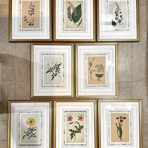 Botanical Prints Framed | Hand-Colored Antique Plant Engraved Illustrations by Redouté, Curtis, Custom Mat with Marbled Detail, Any Quantity afbeelding 18
