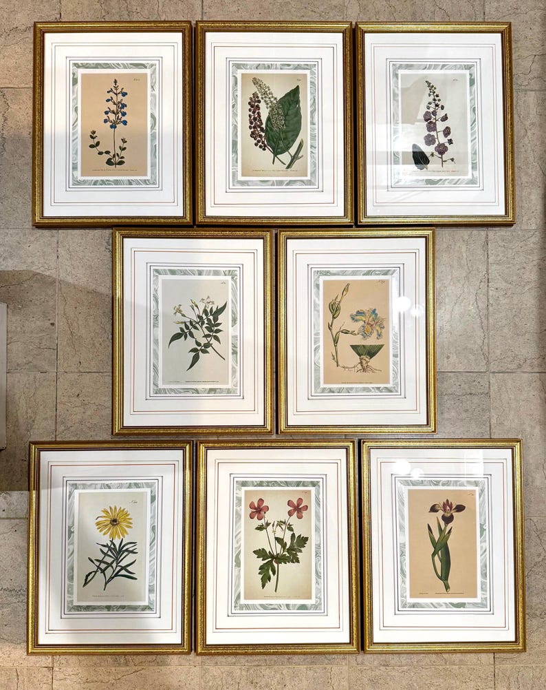 Botanical Prints Framed | Hand-Colored Antique Plant Engraved Illustrations by Redouté, Curtis, Custom Mat with Marbled Detail, Any Quantity afbeelding 18