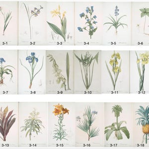 Op de afbeelding: Een verzameling botanische illustraties met verschillende bloemen en planten. Elke illustratie is genummerd en gepresenteerd op een witte achtergrond. De afbeeldingen tonen een reeks kleuren, waaronder geel, blauw, oranje en groen, met gedetailleerde afbeeldingen van bladeren, stengels en bloemen.