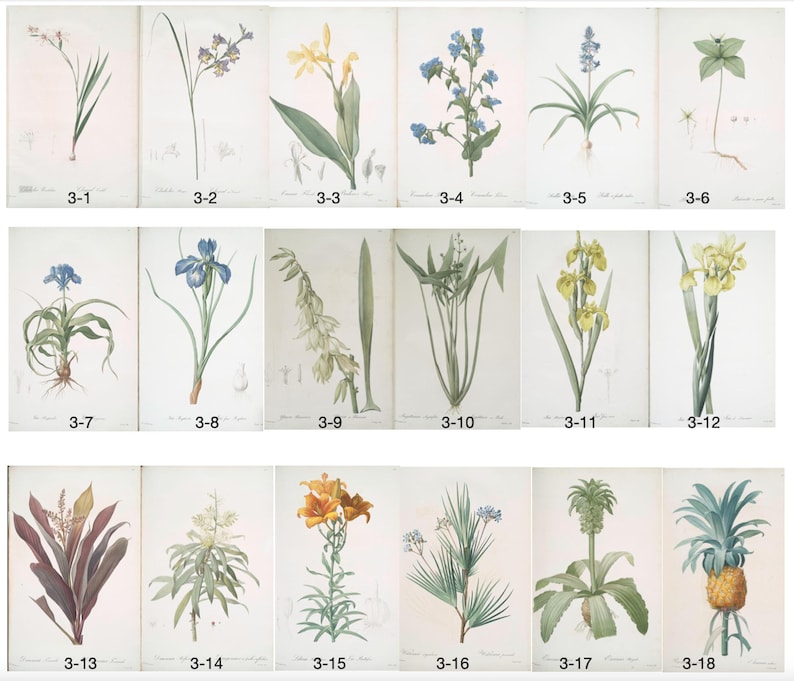 Op de afbeelding: Een verzameling botanische illustraties met verschillende bloemen en planten. Elke illustratie is genummerd en gepresenteerd op een witte achtergrond. De afbeeldingen tonen een reeks kleuren, waaronder geel, blauw, oranje en groen, met gedetailleerde afbeeldingen van bladeren, stengels en bloemen.