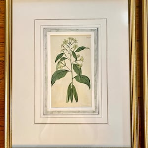 Op de afbeelding: Een ingelijste botanische prent met een gedetailleerde illustratie van een bloeiende plant met groene bladeren en kleine witte bloemen. Het kunstwerk is geplaatst in een witte passe-partout en een goudkleurige lijst, wat een klassieke presentatie cre&euml;ert. De prent is gemonteerd op een houten oppervlak.