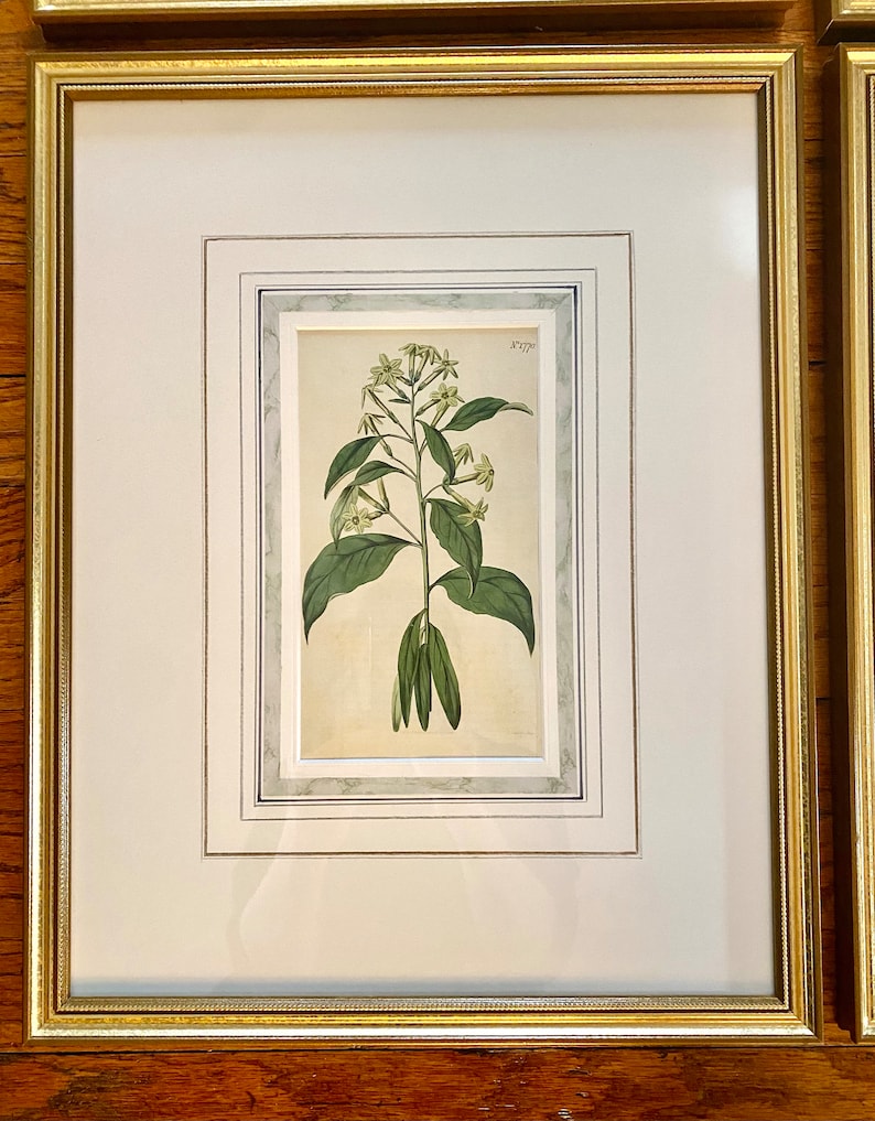 Op de afbeelding: Een ingelijste botanische prent met een gedetailleerde illustratie van een bloeiende plant met groene bladeren en kleine witte bloemen. Het kunstwerk is geplaatst in een witte passe-partout en een goudkleurige lijst, wat een klassieke presentatie cre&euml;ert. De prent is gemonteerd op een houten oppervlak.