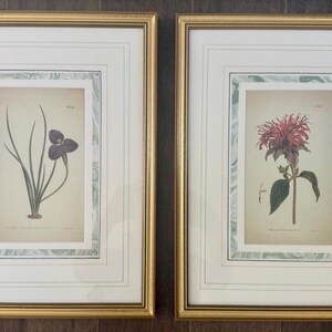 Botanical Prints Framed | Hand-Colored Antique Plant Engraved Illustrations by Redouté, Curtis, Custom Mat with Marbled Detail, Any Quantity afbeelding 13