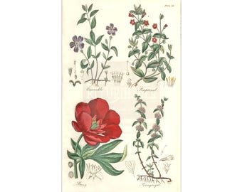 Uppsättning botaniska illustrationer, (digital nedladdning) Antika växtteckningar Studier