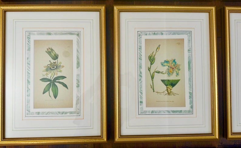Op de afbeelding: Twee ingelijste botanische prenten met gouden lijsten. De prenten bevatten gedetailleerde illustraties van bloemen en planten, met groene en witte accenten. De lijsten zijn rechthoekig en hebben een dubbele passe-partout.