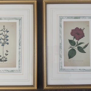 Op de afbeelding: Twee ingelijste botanische prenten. E&eacute;n toont een blauwe bloeiende plant, de andere een rode bloem met groene bladeren. Beide zitten in gouden lijsten met witte en gemarmerde groene passe-partouts.