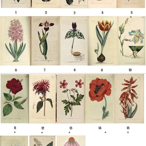 Op de afbeelding: Een verzameling botanische illustraties met verschillende bloemen, waaronder een passiebloem, klokjesbloem en klaproos. Elke illustratie wordt gepresenteerd op een vintage papieren achtergrond, met gedetailleerde tekeningen en levendige kleuren. De collectie bevat 18 verschillende bloemenillustraties.
