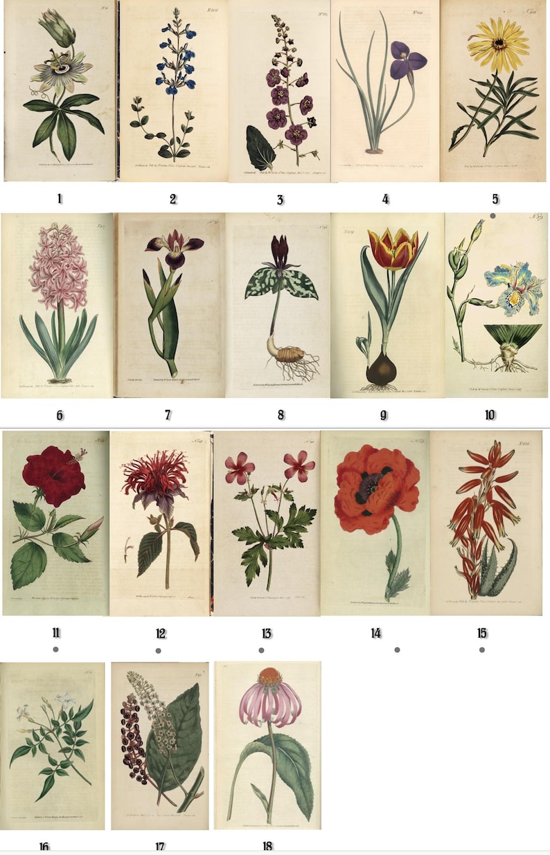 Op de afbeelding: Een verzameling botanische illustraties met verschillende bloemen, waaronder een passiebloem, klokjesbloem en klaproos. Elke illustratie wordt gepresenteerd op een vintage papieren achtergrond, met gedetailleerde tekeningen en levendige kleuren. De collectie bevat 18 verschillende bloemenillustraties.