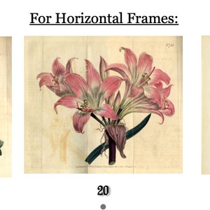 Op de afbeelding: Drie botanische illustraties van bloemen. De eerste toont oranje en gele bloemen met delicate meeldraden. De tweede toont roze lelies. De derde toont oranje en geel gevlekte bloemen. Allemaal op verouderd papier.