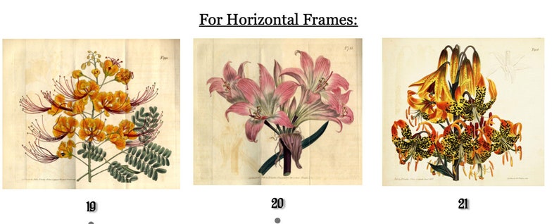 Op de afbeelding: Drie botanische illustraties van bloemen. De eerste toont oranje en gele bloemen met delicate meeldraden. De tweede toont roze lelies. De derde toont oranje en geel gevlekte bloemen. Allemaal op verouderd papier.