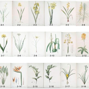 Op de afbeelding: Een verzameling botanische illustraties met verschillende bloemen en planten. Elke prent toont gedetailleerde aquarelweergaven van verschillende soorten, met de nadruk op hun stelen, bladeren en bloemen. De illustraties zijn genummerd en tegen een witte achtergrond.