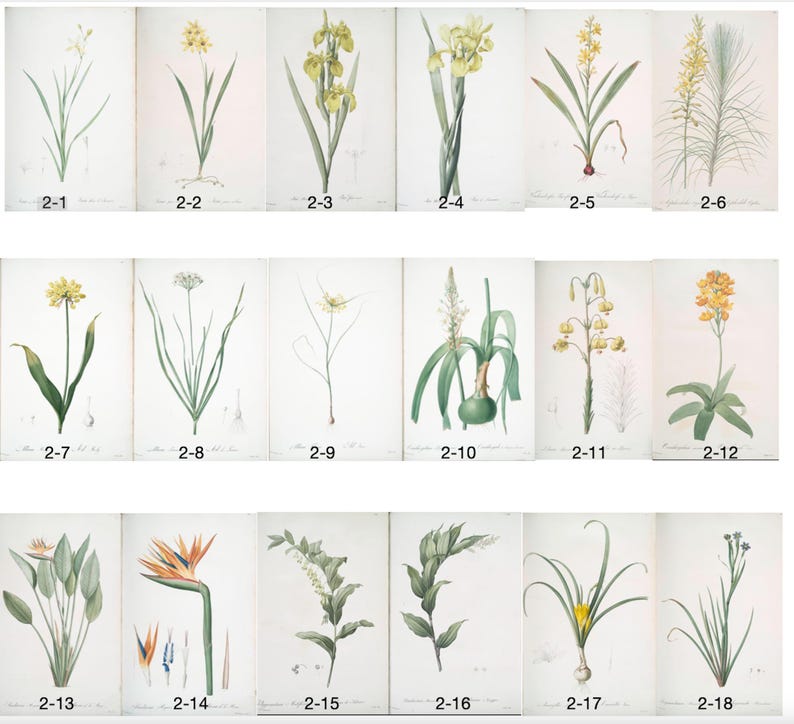 Op de afbeelding: Een verzameling botanische illustraties met verschillende bloemen en planten. Elke prent toont gedetailleerde aquarelweergaven van verschillende soorten, met de nadruk op hun stelen, bladeren en bloemen. De illustraties zijn genummerd en tegen een witte achtergrond.